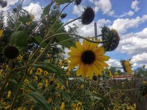 How could our lives be any less Organized and Aligned than the sunflowers and the sun and the clouds?!?